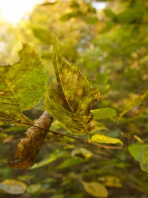 Leafpatterns2020