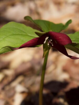 trillium2021-1